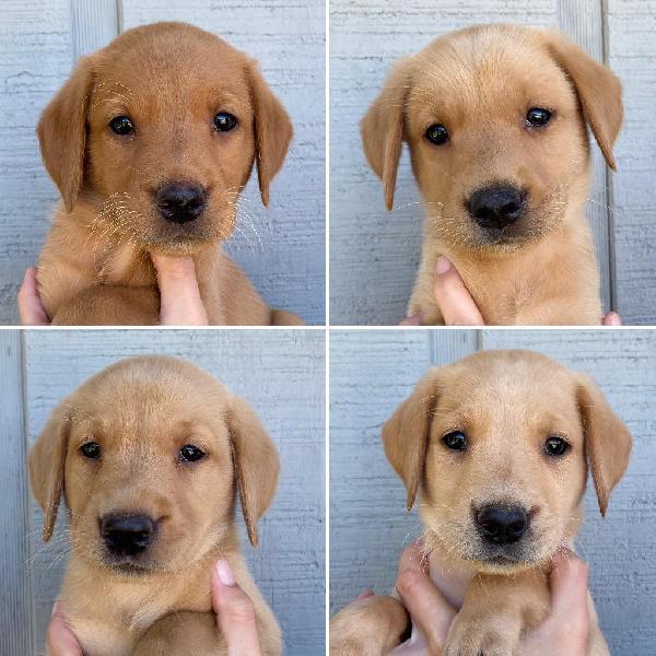 Labrador Retriever