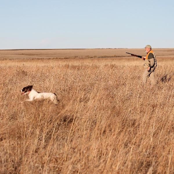 English Springer Spaniel