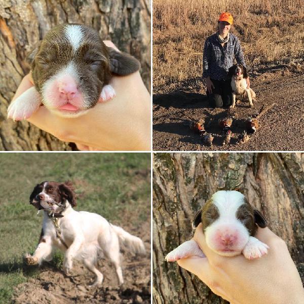 English Springer Spaniel