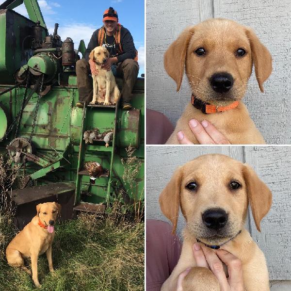 Labrador Retriever