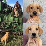 BRITISH FIELD BRED LABS, STRONG HUNTING LINES