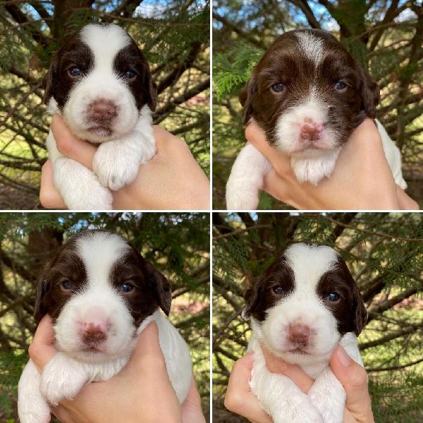 English Springer Spaniel