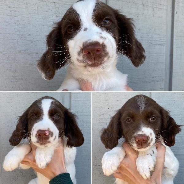 English Springer Spaniel
