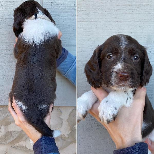 English Springer Spaniel