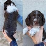 FIELD BRED SPRINGER SPANIEL