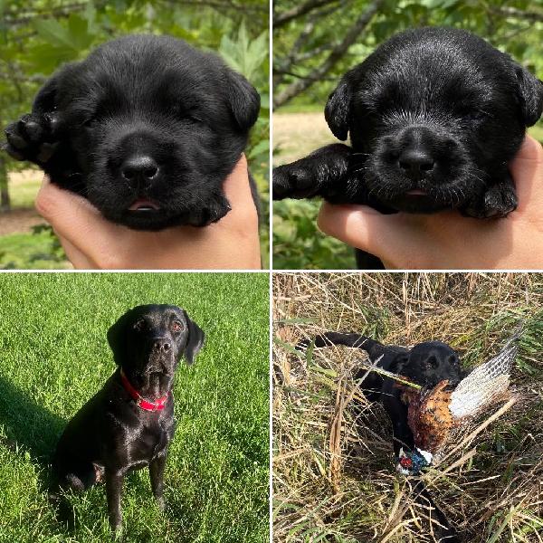 AKC BRITISH FIELD BRED LAB PUPS Labrador Retriever