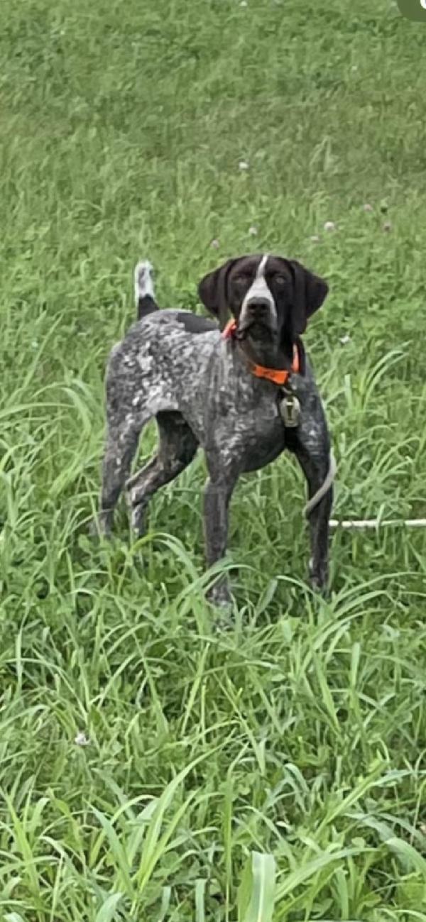 1 YEAR OLD MALE GSP