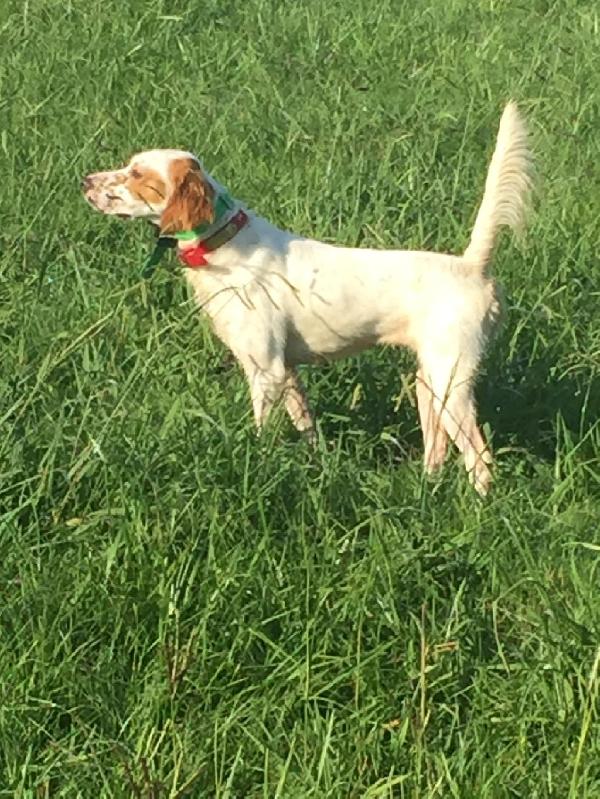 ENGLISH SETTER PUPPIES FOR SALE!