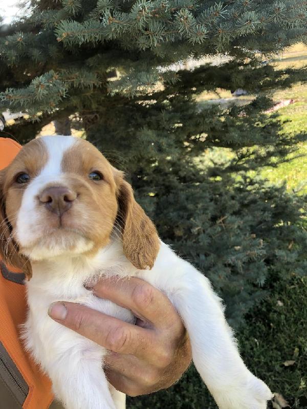 BRITTANY PUPS FOR SALE