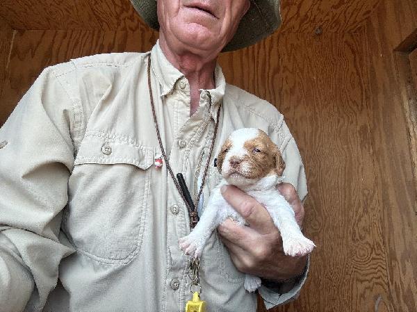 American Brittany