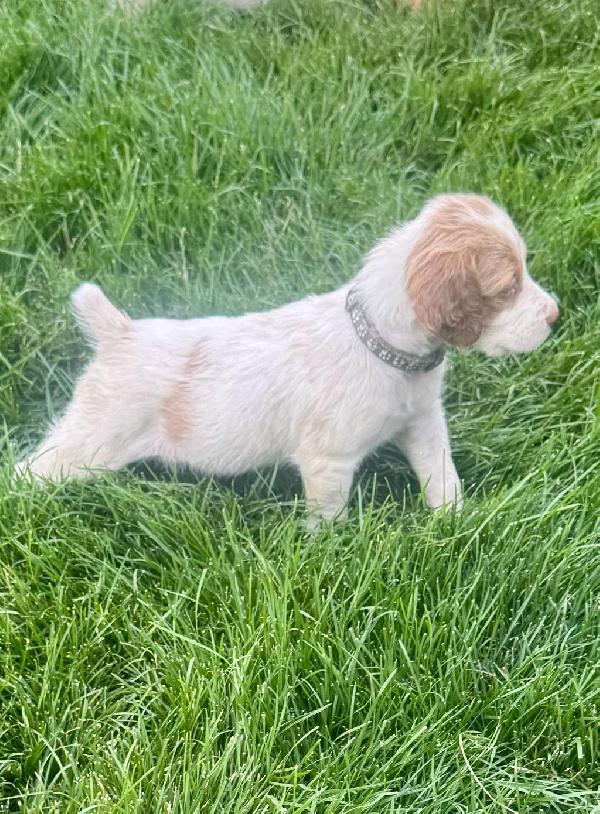 American Brittany