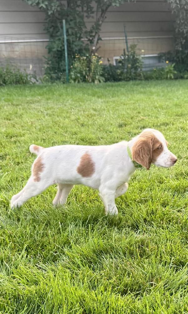 AKC BRITTANY GUNDOG PUPS American Brittany