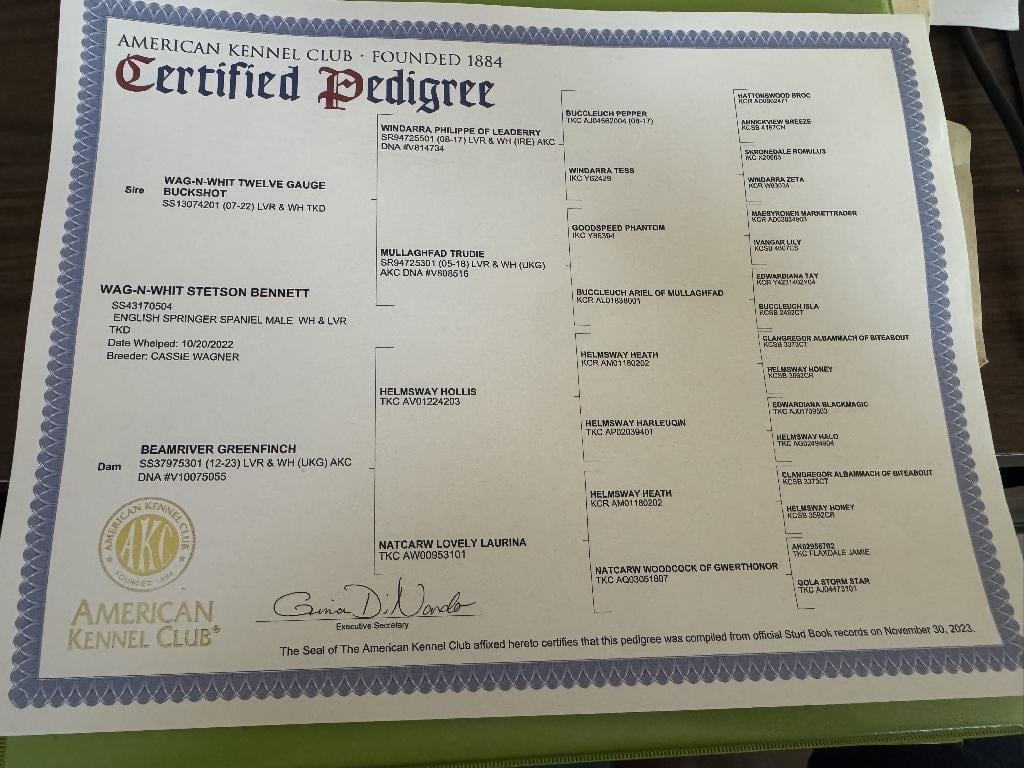 SPRINGER SPANIEL PUPS English Springer Spaniel