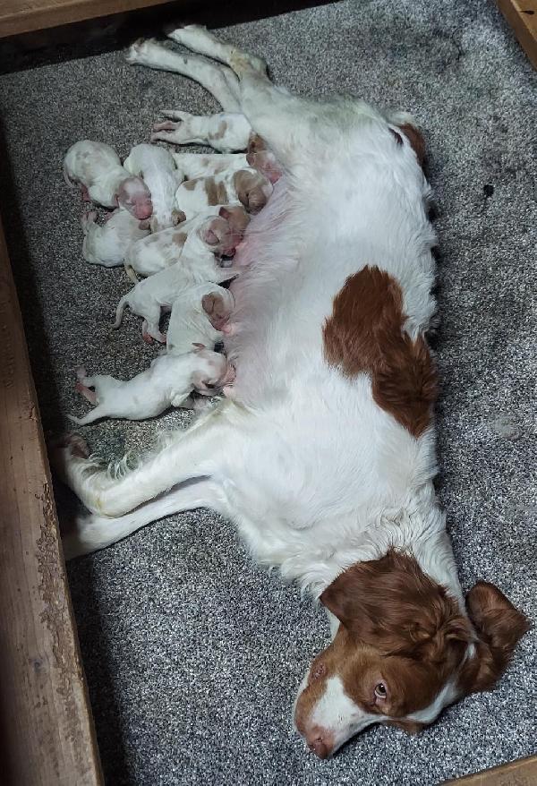 American Brittany