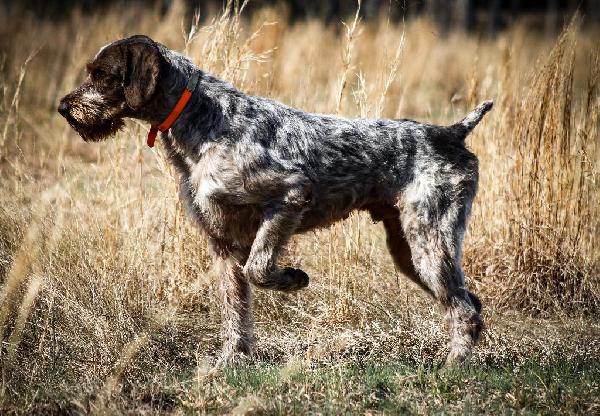 are slovakian wirehaired pointer noisy