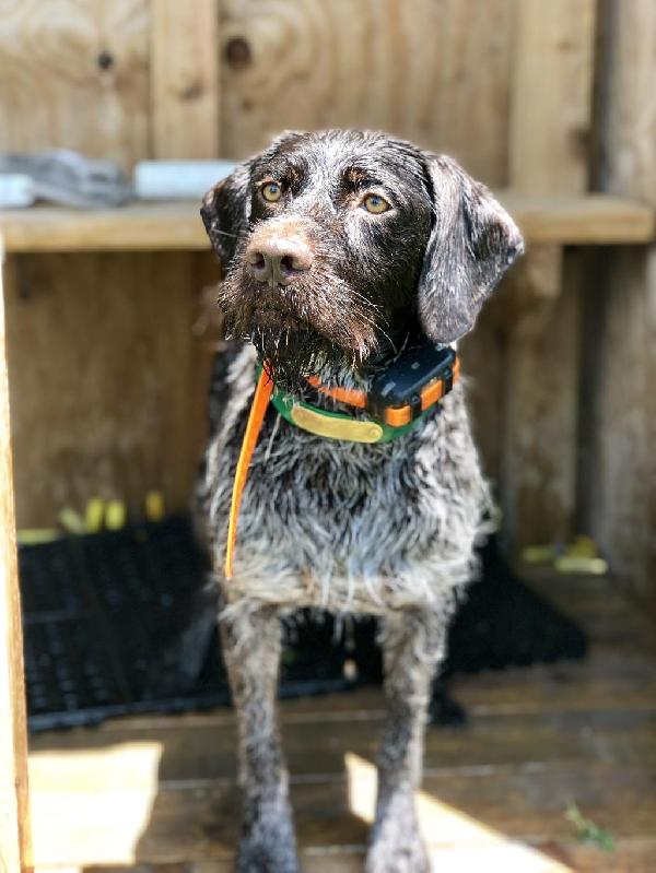 are german roughhaired pointer noisy