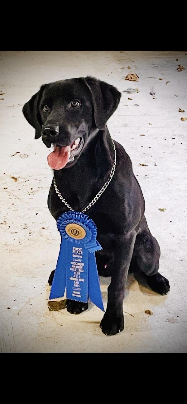 JONI QAA X DYLAN QAA Labrador Retriever