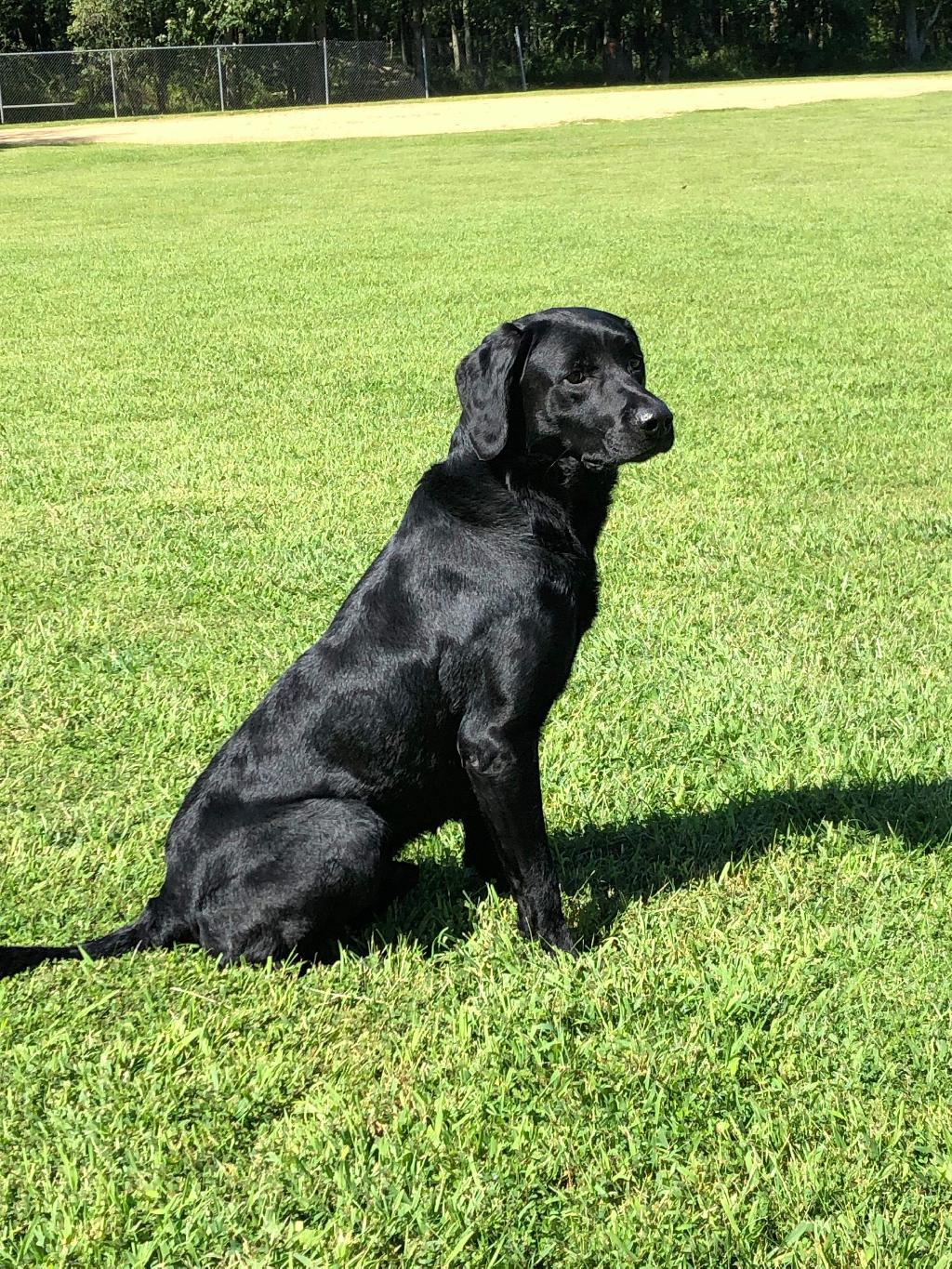 ftw-british-labrador-available-for-stud