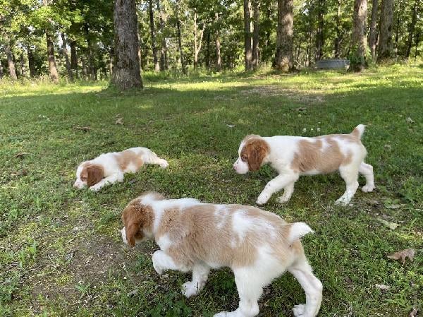 American Brittany