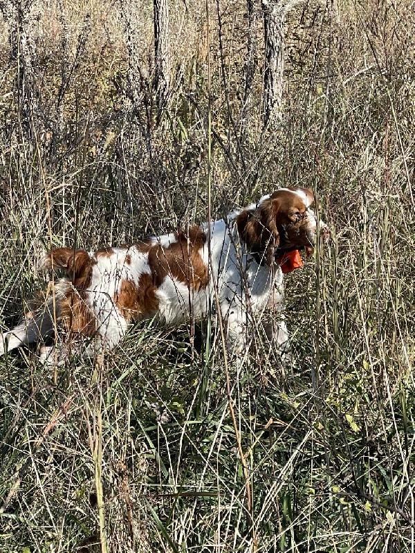 STARTED DOGS FOR SALE American Brittany
