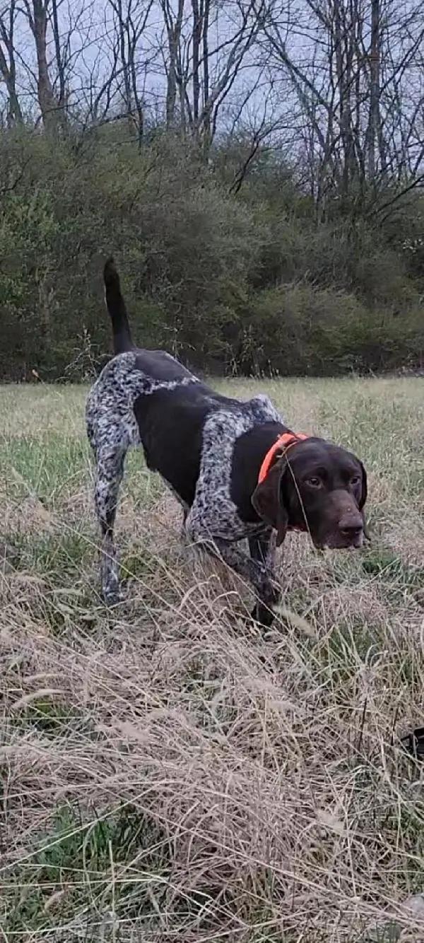 German Shorthaired Pointer