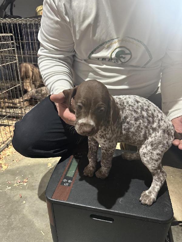 German Shorthaired Pointer