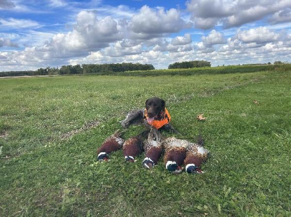 German Shorthaired Pointer