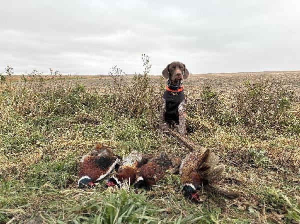 AKC GSP STUD REDOAK BARON German Shorthaired Pointer