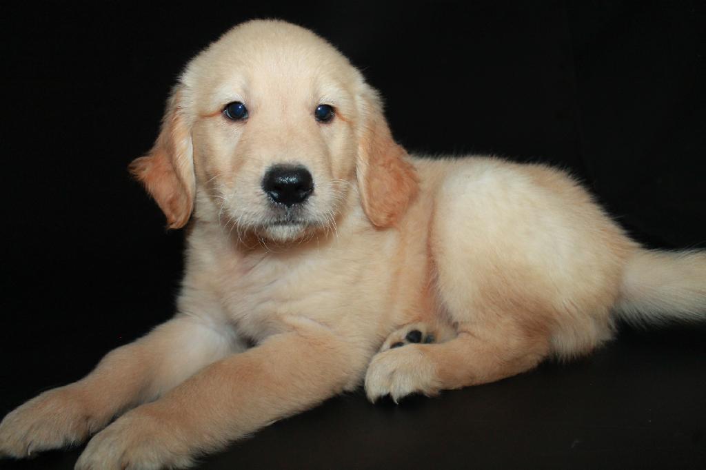 AKC GOLDEN RETRIEVERS