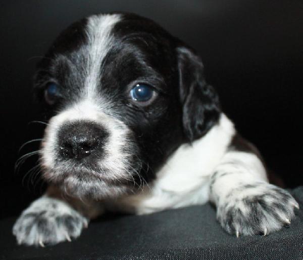 AKC FRENCH BRITTANYS