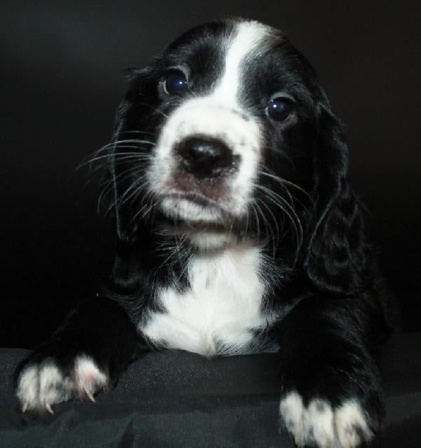 English Cocker Spaniel
