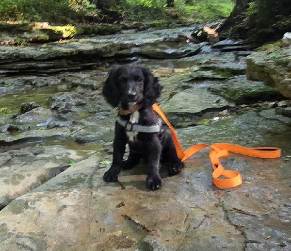 English Cocker Spaniel
