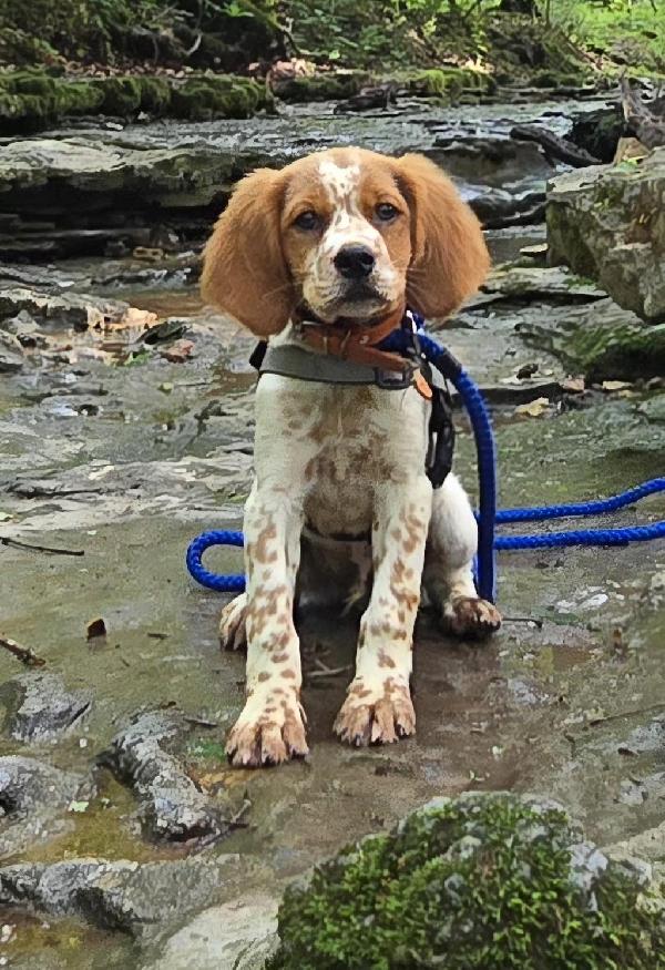 French Brittany