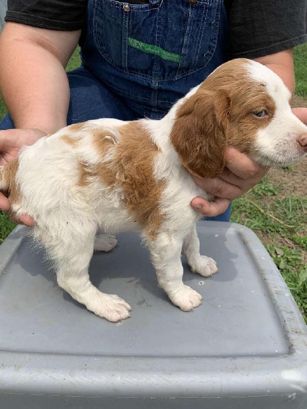 American Brittany - Puppies for Sale