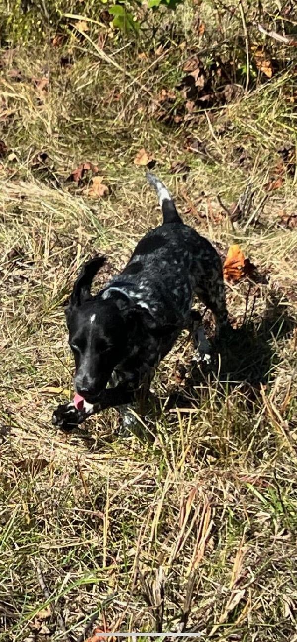 English Cocker Spaniel