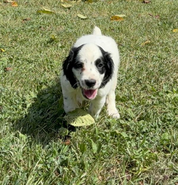 English Cocker Spaniel