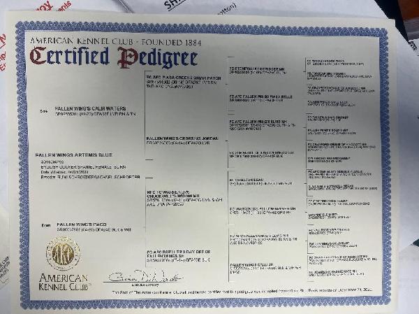 ARTEMIS BLUE PEDIGREE