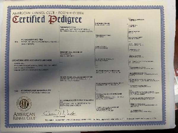 ARCHER PEDIGREE