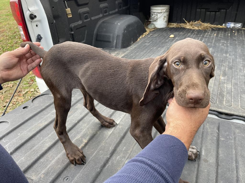 FEMALE GERMAN SHORTHAIR