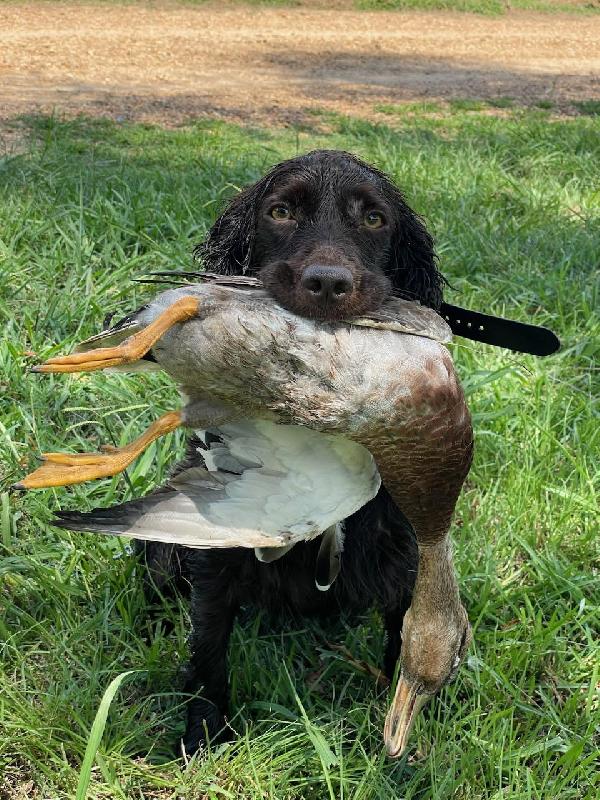Boykin Spaniels