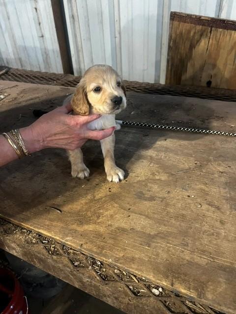 FIELD BRED ENGLISH COCKER PUPPIES English Cocker Spaniel
