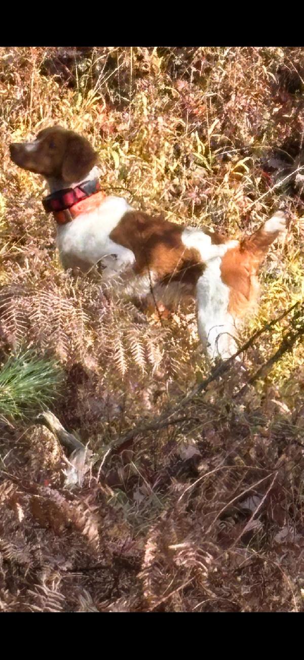 American Brittany