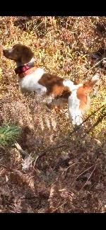 BRITTANY MALE PUPS BORN 4/4/26