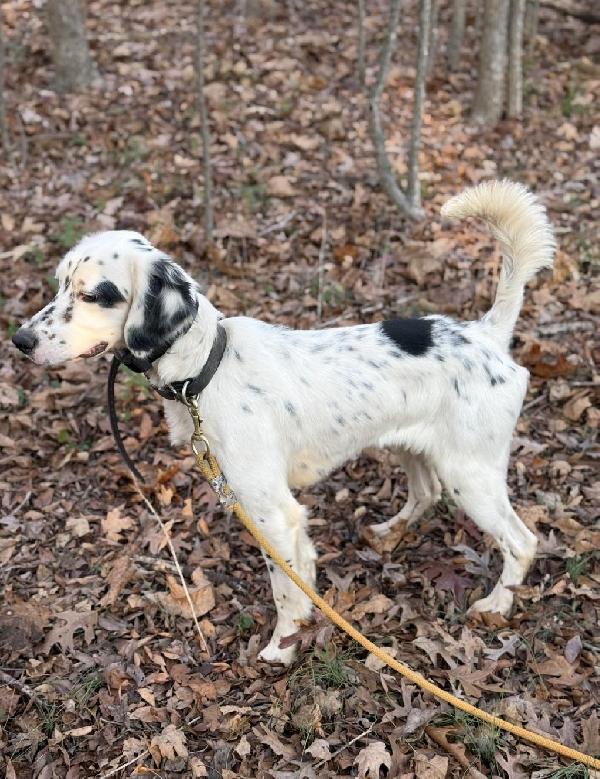 English Setter
