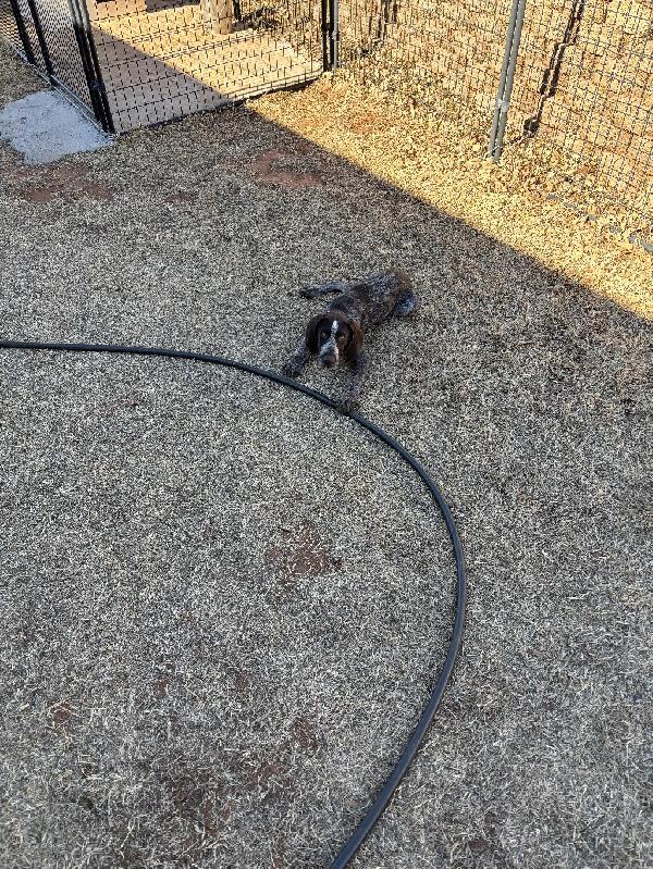 German Wirehaired Pointer