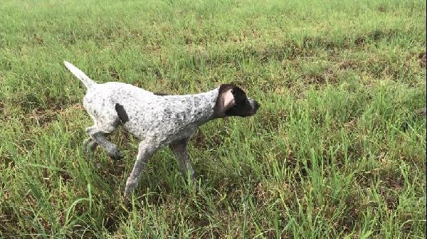 German Wirehaired Pointer