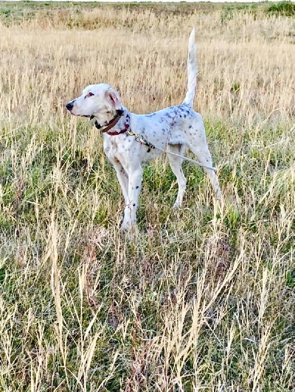 English Setter