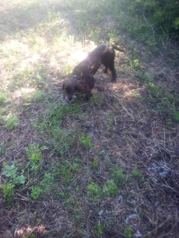 English Cocker Spaniel