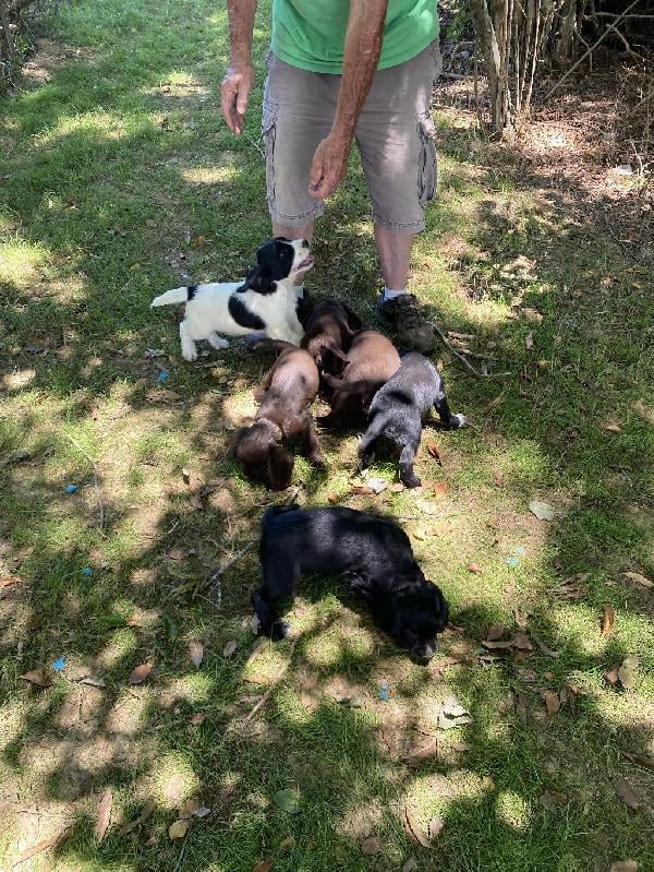 English Cocker Spaniel