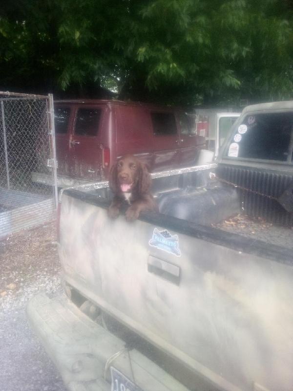 English Cocker Spaniel